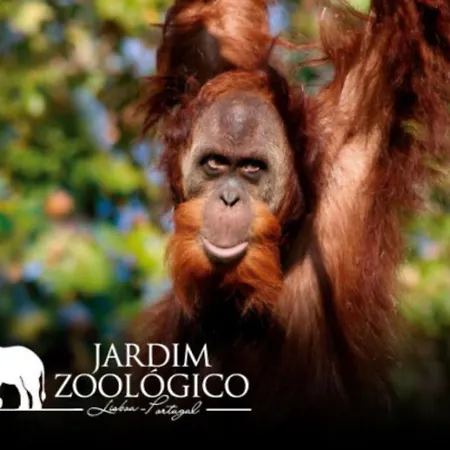 Simpatico No Centro 公寓 Lisboa